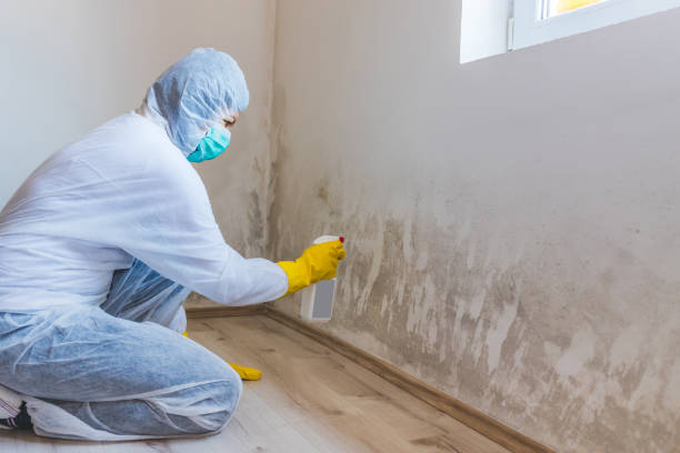 Licensed Black Mold Removal service in Sunnyvale, TX - WQB Mold Removal