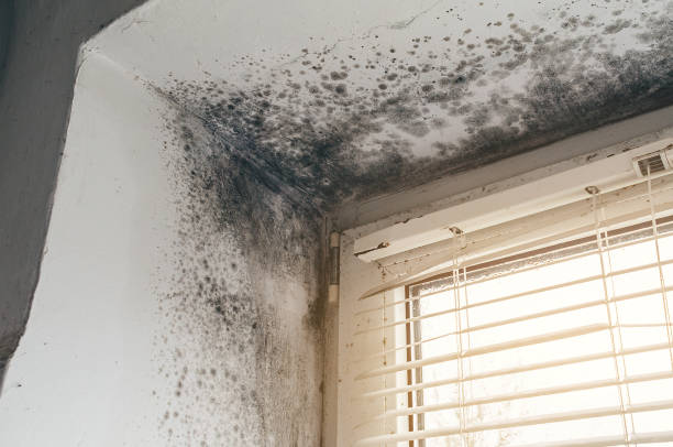 Affordable Black Mold Removal solutions in Sunnyvale, TX